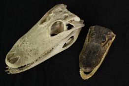 A reptile skull and head. Possibly a young alligator or crocodile. The largest measures L.35 x W.