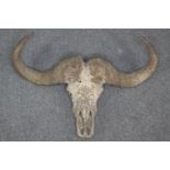 Taxidermy. A Wildebeest skull or maybe a Bison. Probably 19th-century, judging by its age wear. H.60