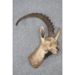 Taxidermy. A Goats head. This goat appears to have two tone pair of horns. H.75 cm.