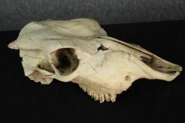 The skull of an unidentified animal. Missing jaw bone. H.13 x W.35 cm.