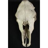 Unidentified animal skull. A cow maybe. L.45 x H.17 cm.