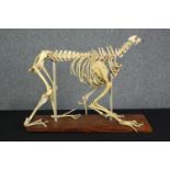 Taxidermy. An unidentified animal skeleton. Probably canine. Well preserved but missing its skull.