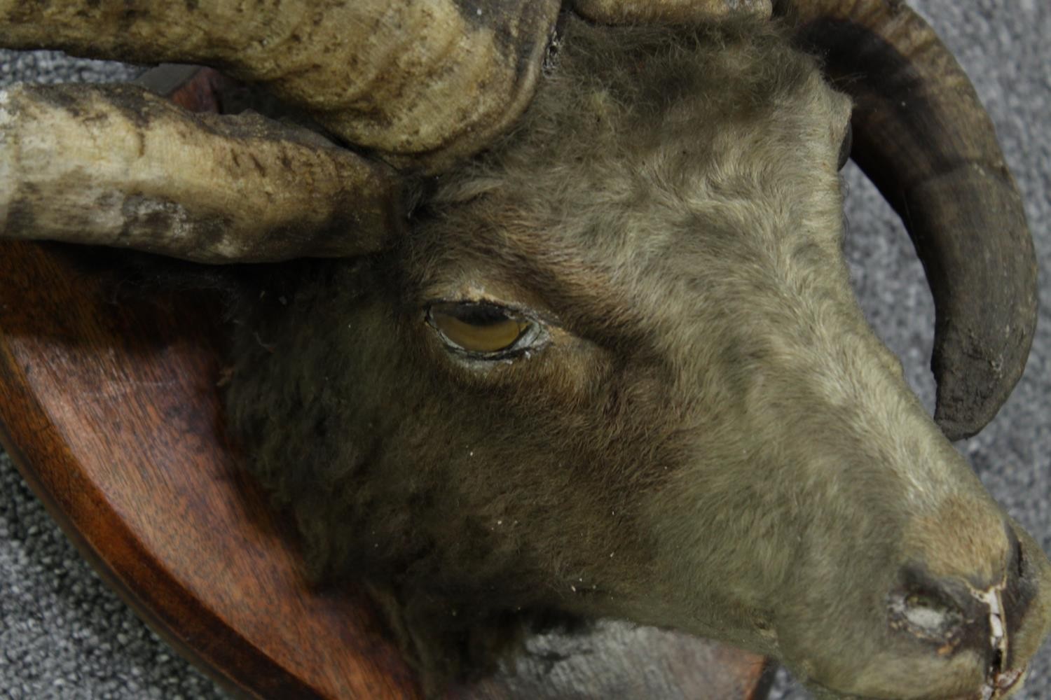 Taxidermy curiosity. A four horned goats head. A four horned goat has a genetic mutation, - Image 4 of 4