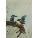 Oil on canvas. Two Kingfishers on a branch. Signed 'K. Roche' bottom right. Framed. H.57 x W.47 cm.