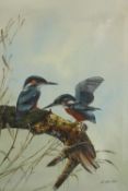 Oil on canvas. Two Kingfishers on a branch. Signed 'K. Roche' bottom right. Framed. H.57 x W.47 cm.