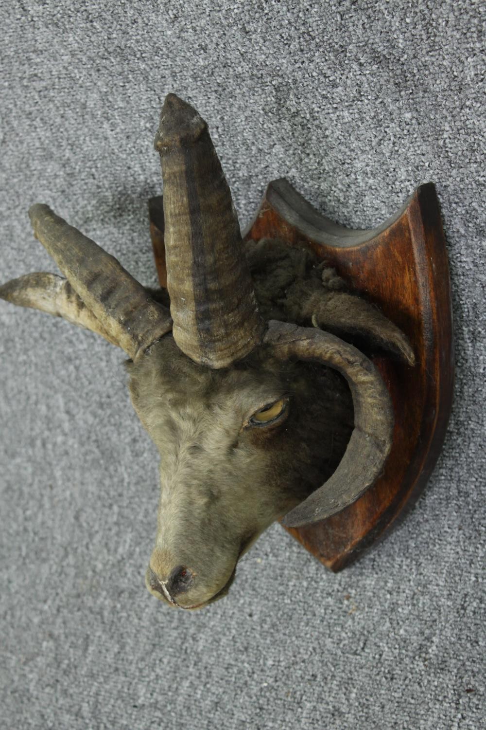 Taxidermy curiosity. A four horned goats head. A four horned goat has a genetic mutation, - Image 2 of 4