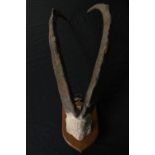 A set of mounted goat horns. L.70 cm.