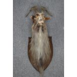 Taxidermy. A stuffed goats head. 100cm