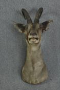 Taxidermy. A large mounted and horned Bharal's head. H.110 x W.60 cm.