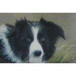 Pastel. A Border Collie dog. Framed and glazed. Signed Caroline Underhill. H. 47 x W.57 cm.