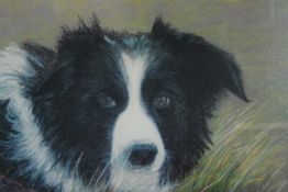 Pastel. A Border Collie dog. Framed and glazed. Signed Caroline Underhill. H. 47 x W.57 cm.
