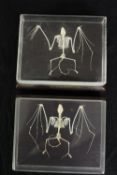 Taxidermy. Two bat skeletons housed in display cases. Each measure H.5 x W.15 x D.12 cm.