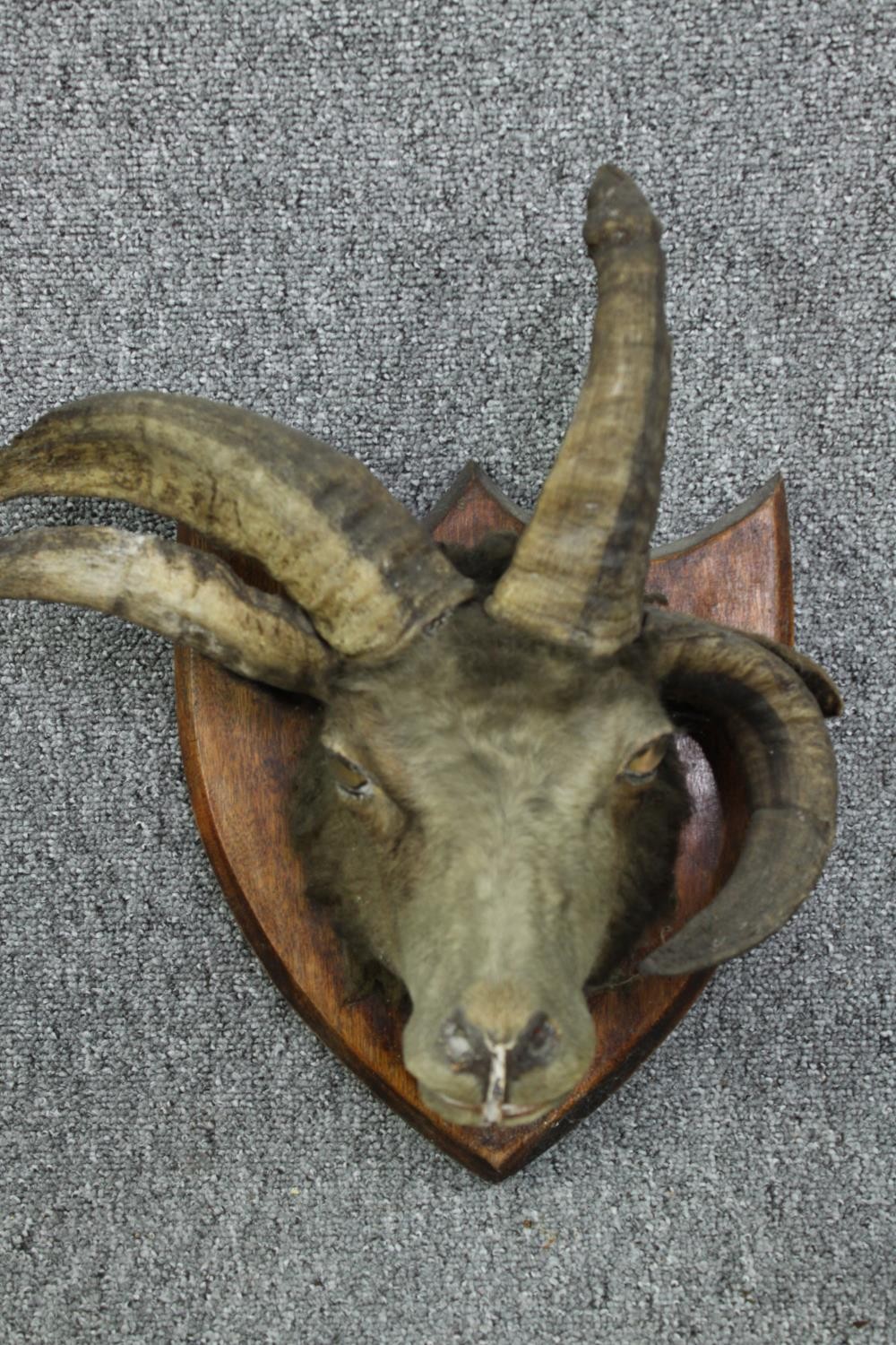 Taxidermy curiosity. A four horned goats head. A four horned goat has a genetic mutation,