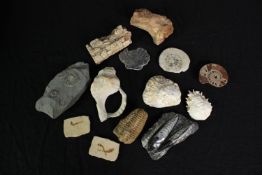 A collection of fossils and shells including a polished Orthocerras. The largest measures L.18 x W.9