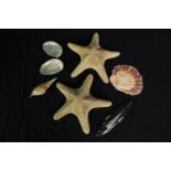 An assortment of Star Fish and other shells. The largest measures L.25 cm.