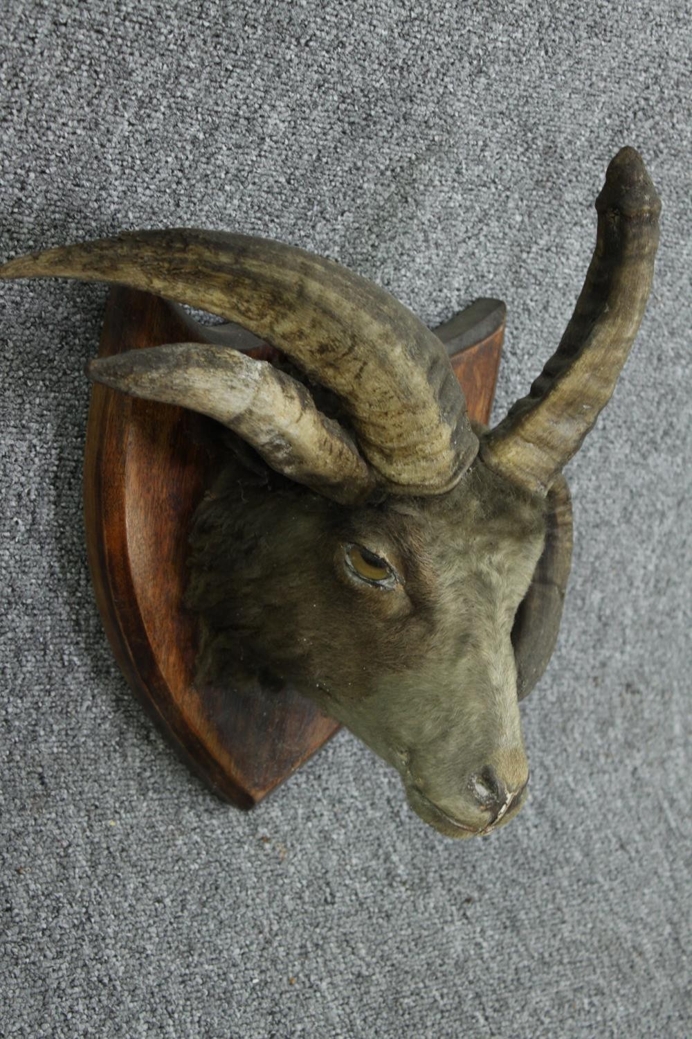 Taxidermy curiosity. A four horned goats head. A four horned goat has a genetic mutation, - Image 3 of 4