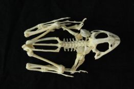 Taxidermy. A delicate and small frog skeleton. Appears complete. L.8 cm.