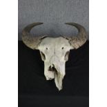 Taxidermy. An unidentified horned skull. A Buffalo or Bison maybe. L.72 cm.