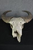 Taxidermy. An unidentified horned skull. A Buffalo or Bison maybe. L.72 cm.