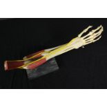 A medical anatomical model showing the musculature system of the human arm. Set on a plinth. L.50