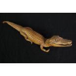 Taxidermy. A baby crocodile measuring 49 cm in length. Probably with glass eyes.