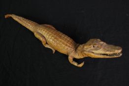 Taxidermy. A baby crocodile measuring 49 cm in length. Probably with glass eyes.