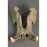 Jaw bone from an unknown animal. A Warthog maybe. H.39 x W.56 x D.50 cm.