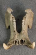 Jaw bone from an unknown animal. A Warthog maybe. H.39 x W.56 x D.50 cm.