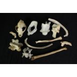 A collection of bones. A small skull and others from an unknown animal. The largest measures L.25