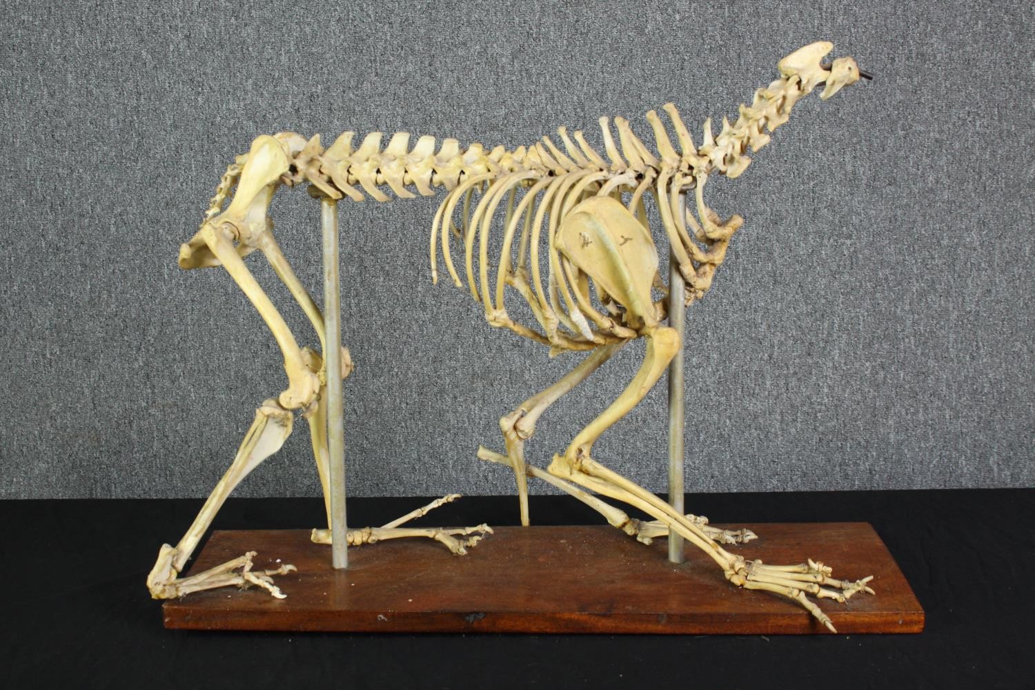 Taxidermy. An unidentified animal skeleton. Probably canine. Well preserved but missing its skull.