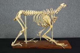 Taxidermy. An unidentified animal skeleton. Probably canine. Well preserved but missing its skull.