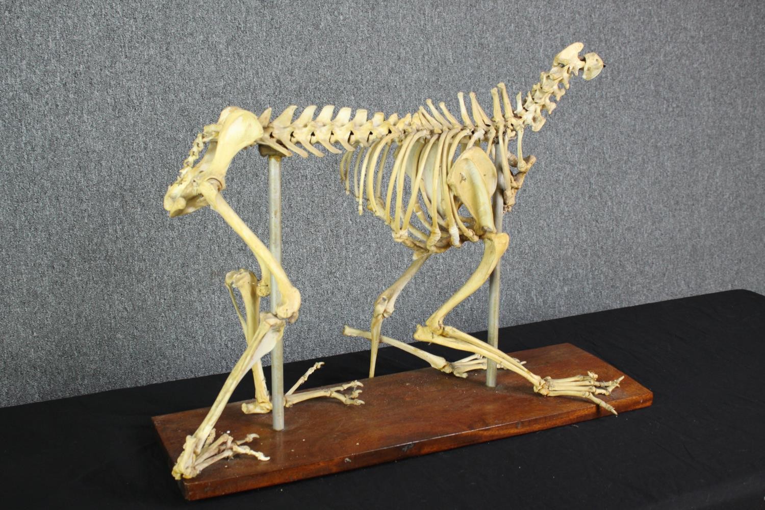 Taxidermy. An unidentified animal skeleton. Probably canine. Well preserved but missing its skull. - Image 3 of 5