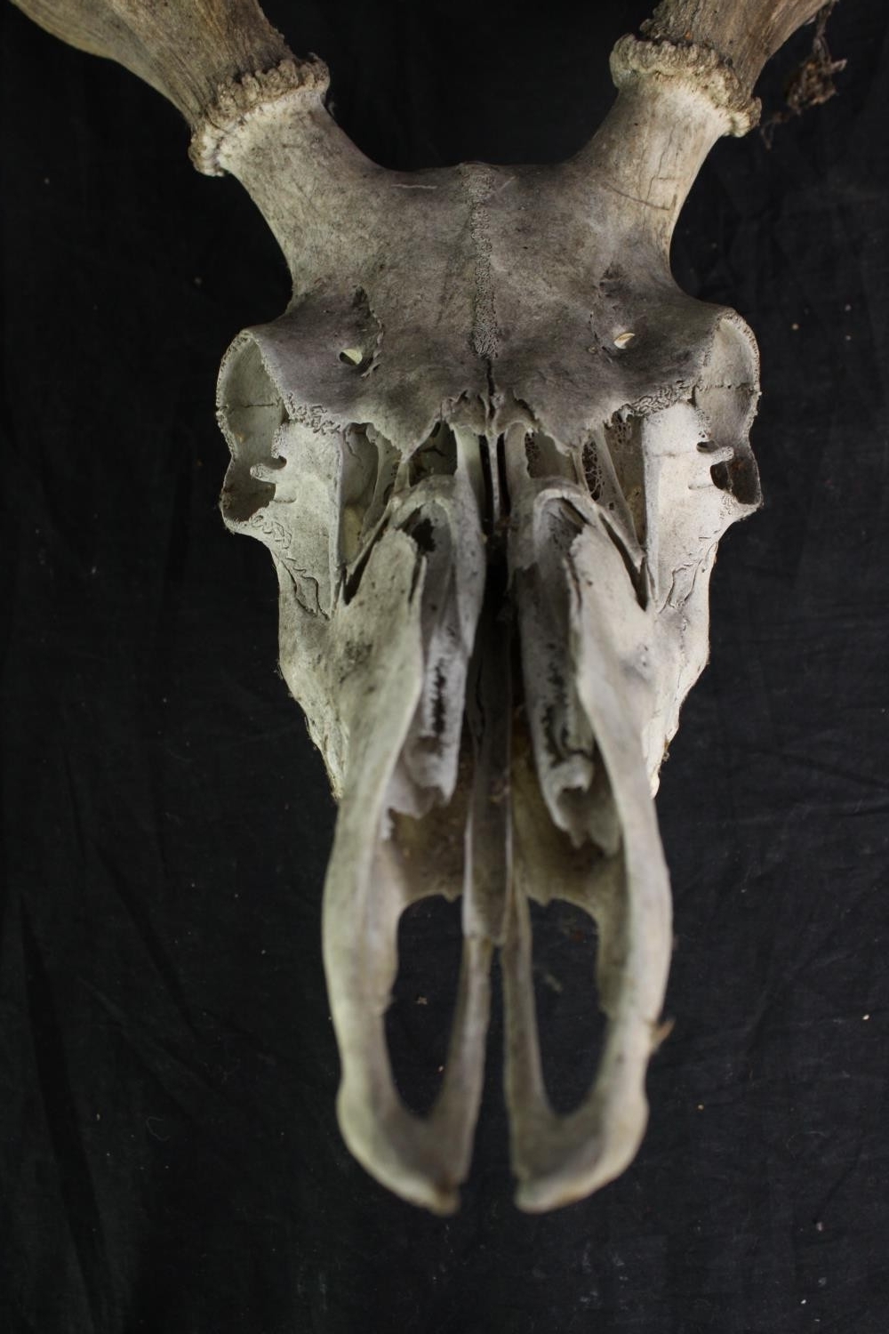 A Deer skull complete with its antlers. H.95 cm. - Image 3 of 3