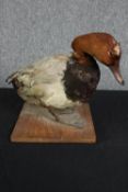 Taxidermy. A stuffed male duck, a Drake. H.25 x W.20 cm.