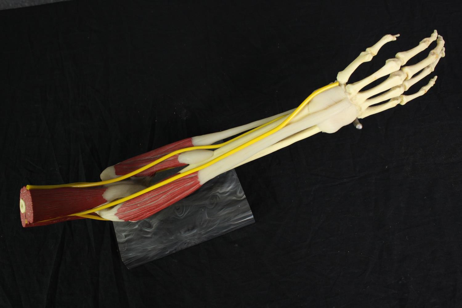 A medical anatomical model showing the musculature system of the human arm. Set on a plinth. L.50