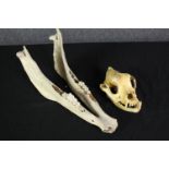 An animal skull and jaw bone from an unknown animal possibly a dog. L.25cm.