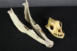 An animal skull and jaw bone from an unknown animal possibly a dog. L.25cm.