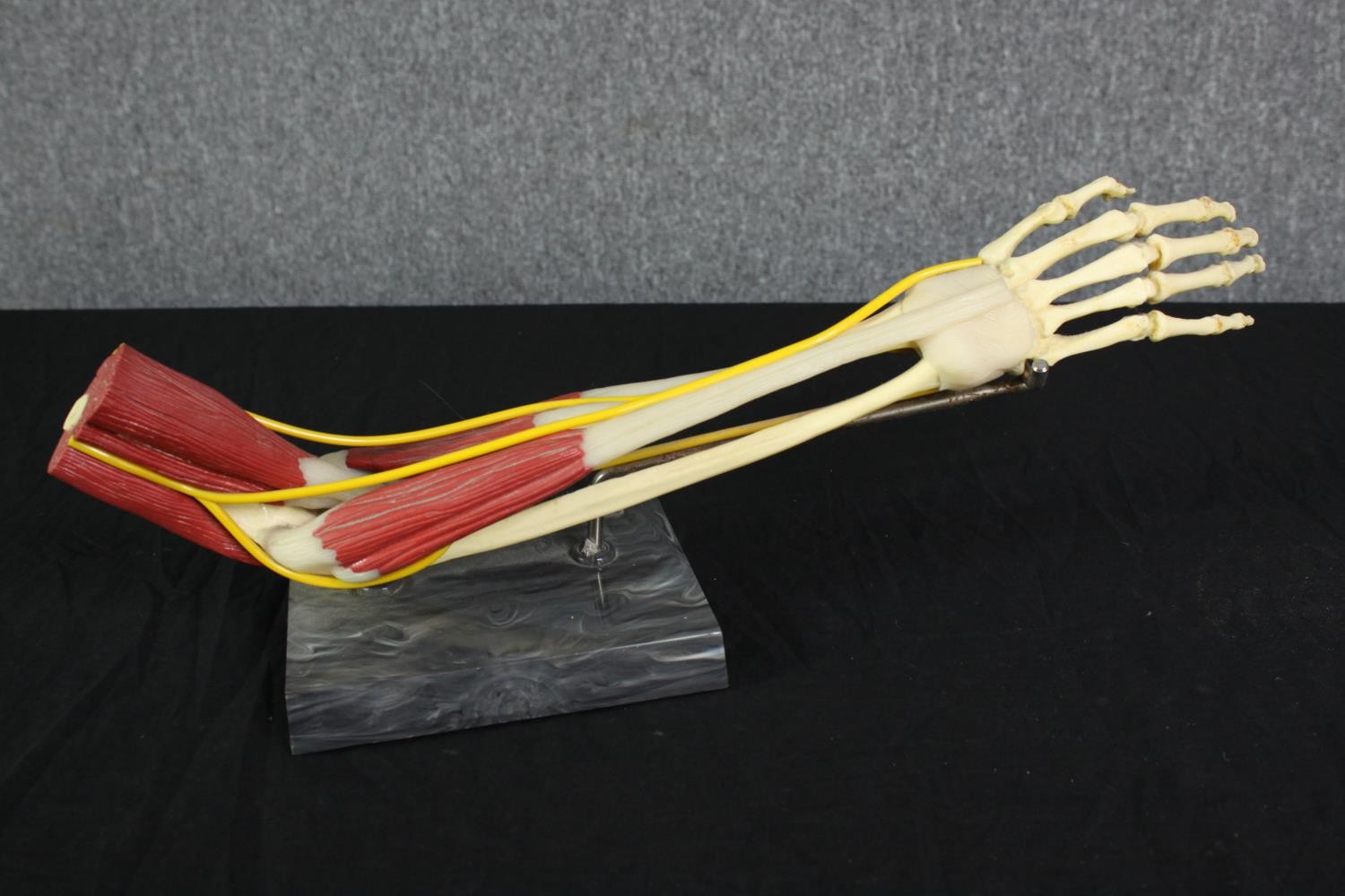 A medical anatomical model showing the musculature system of the human arm. Set on a plinth. L.50 - Image 2 of 4
