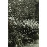 Photograph. 'Garden'. Unnumbered but marked 'A.P' (Artist's proof). Signed with the photographers