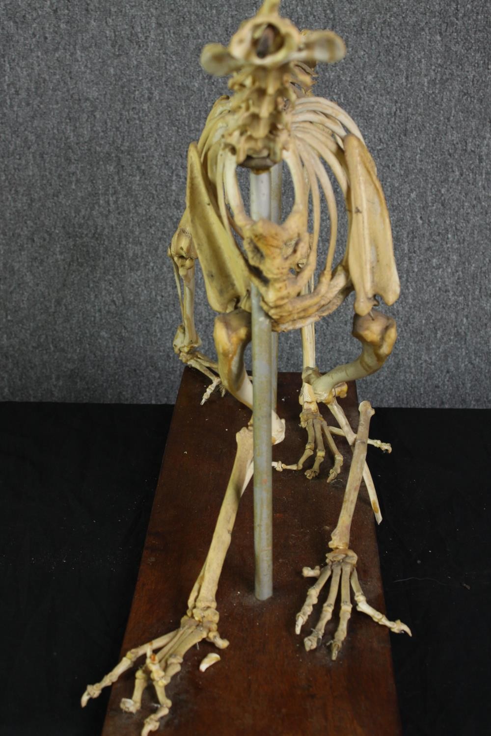 Taxidermy. An unidentified animal skeleton. Probably canine. Well preserved but missing its skull. - Image 5 of 5