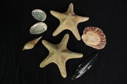 An assortment of Star Fish and other shells. The largest measures L.25 cm.