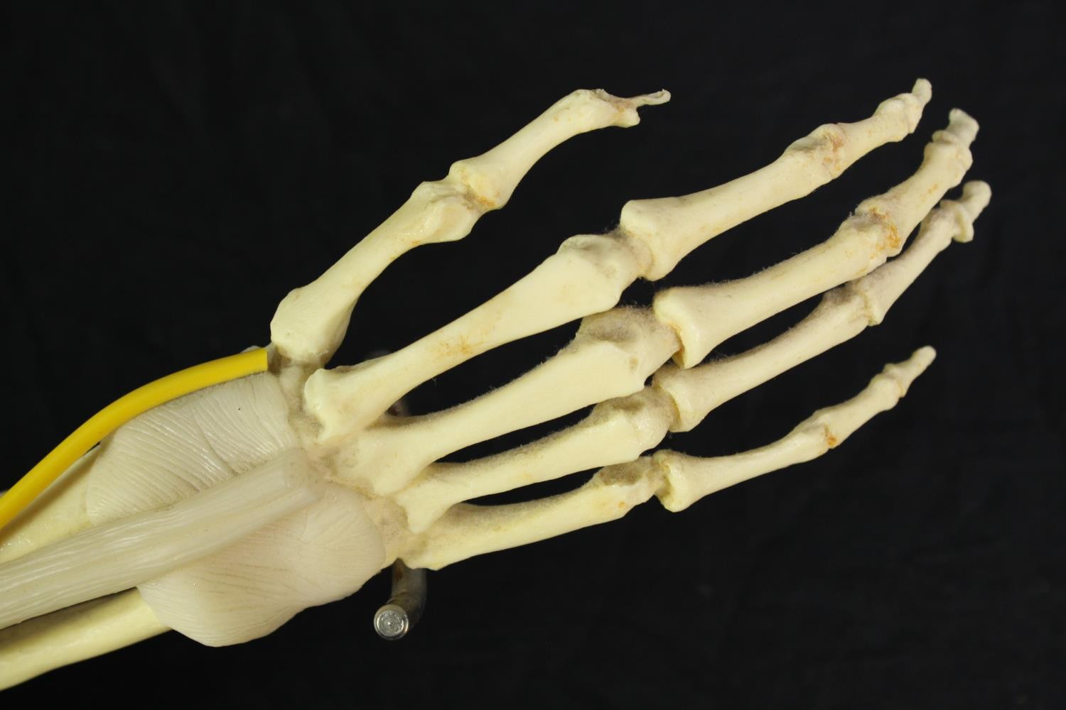 A medical anatomical model showing the musculature system of the human arm. Set on a plinth. L.50 - Image 3 of 4
