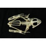 Taxidermy. A delicate and small frog skeleton. Appears complete. L.8 cm.