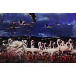 Photograph. Flamingos. Unsigned and unnumbered. Framed and glazed. H.58 x W.68 cm.