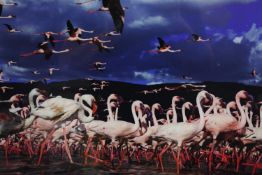 Photograph. Flamingos. Unsigned and unnumbered. Framed and glazed. H.58 x W.68 cm.