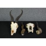 Two animal skulls and two horns probably from a Gazelle. The largest measures L.48 cm.