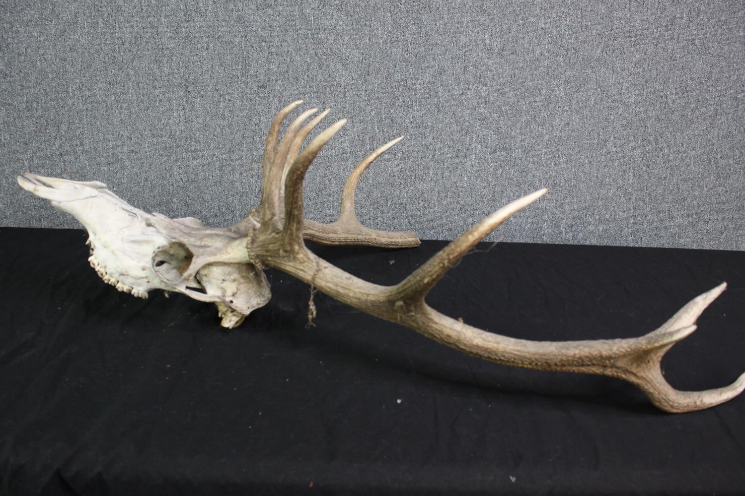A Deer skull complete with its antlers. H.95 cm. - Image 2 of 3