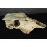 The skull of an unidentified animal. Missing jaw bone. H.13 x W.35 cm.