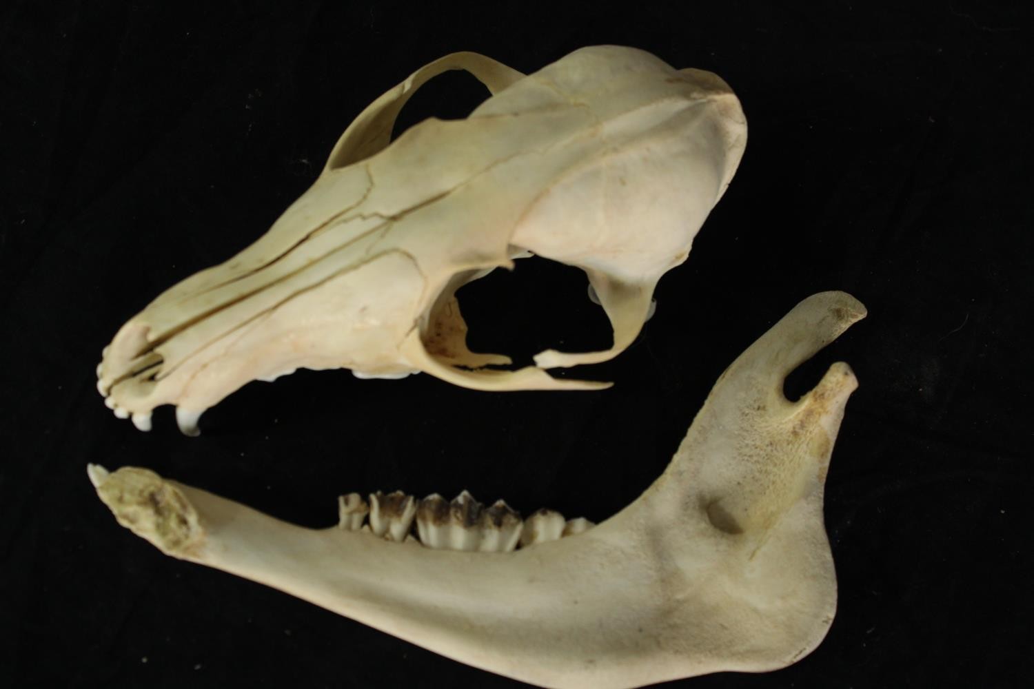 Two skulls and one jaw bone from unknown animals. H.8 x W.21 cm. - Image 3 of 4