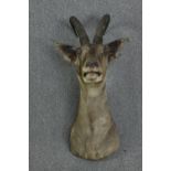 Taxidermy. A large mounted and horned Bharal's head. H.110 x W.60 cm.